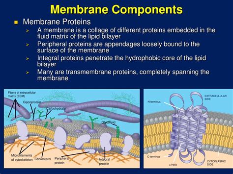 Cell Membrane Function Ency123