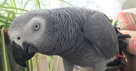 Best Toys For African Grey Parrots | Wow Blog