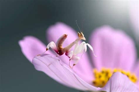 9 Orchid Mantis Facts - Fact Animal