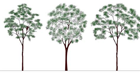 Tree CAD Blocks - Elevation - Tree 3 m - 001 - Free 2D/ 3D AutoCad ...