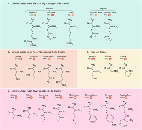 Essential Amino Acids: Chart, Abbreviations and Structure | Technology ...