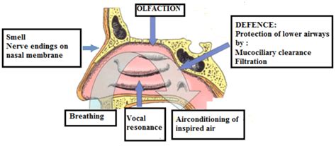 Parts Of Nose And Its Function