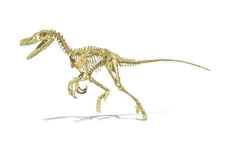 Velociraptor Dinosaur Skeleton Photograph by Leonello Calvetti/science ...