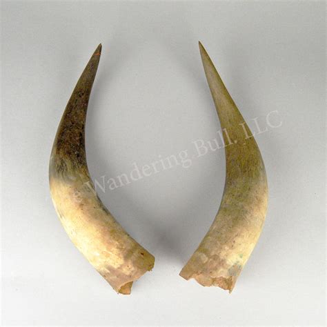 Cow Horns - Vintage - Wandering Bull Native American Shop