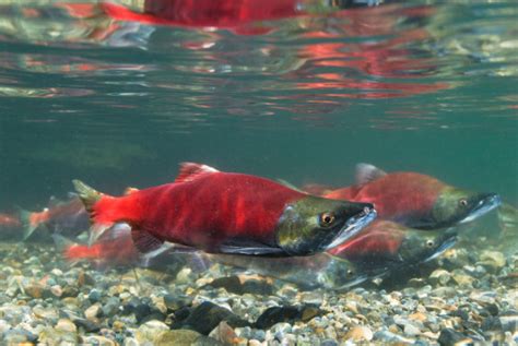 Kokanee Salmon Spawning Stock Photo - Download Image Now - iStock