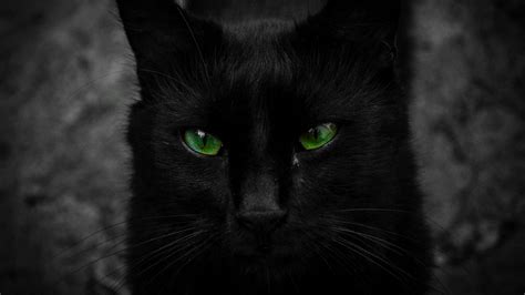 Black Cat with Green Eyes HD Wallpaper