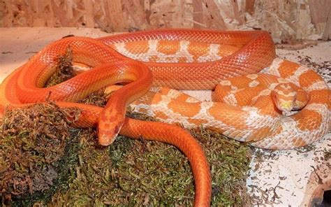 11 Amazing Corn Snake Morphs Facts [With Picture]