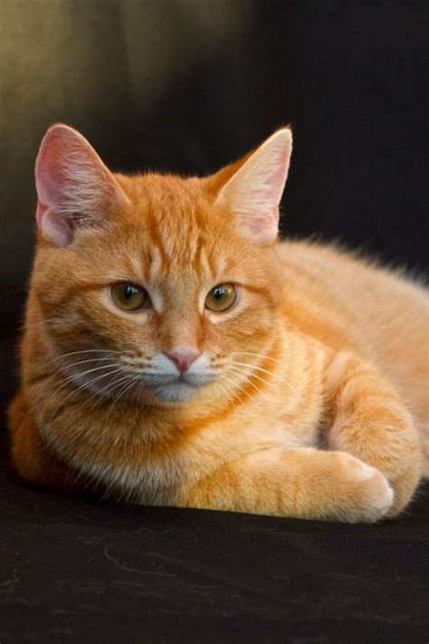 Ginger Tabby Cat Breeds - Pets Lovers