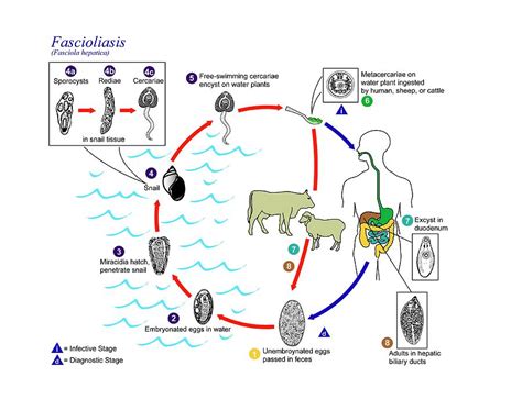 Fasciola Hepatica Life Cycle