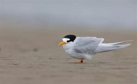 Fairy tern conservation | ZSL