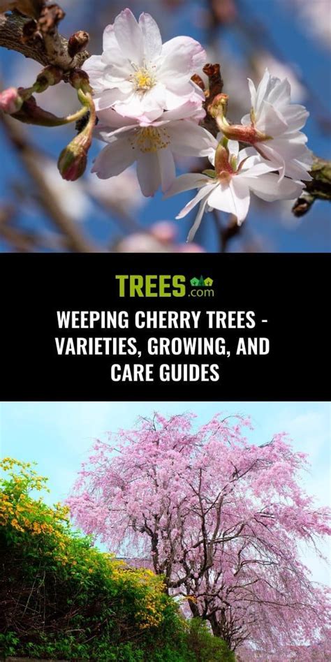 Weeping Cherry Trees - Varieties, Growing, and Care Guides | Weeping ...