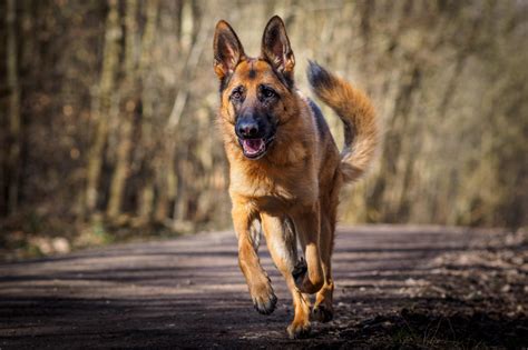 Download Running Dog Animal German Shepherd HD Wallpaper