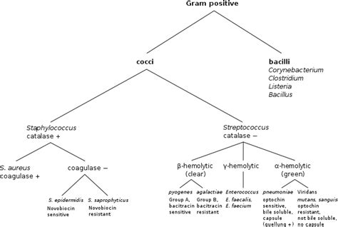 Gram-positive bacteria - Wikipedia