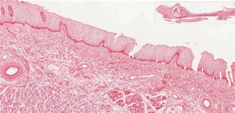 Oral Cavity | histology