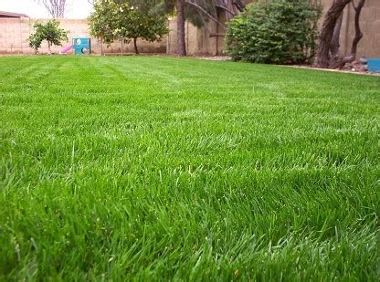 ProQual Landscaping: Planting Rye Grass In Arizona...