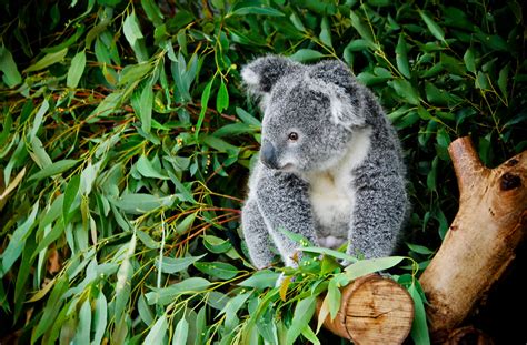 Koala | Featherdale Wildlife Park, Australia | May Wong | Flickr