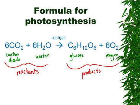 Steps Of Photosynthesis Diagram