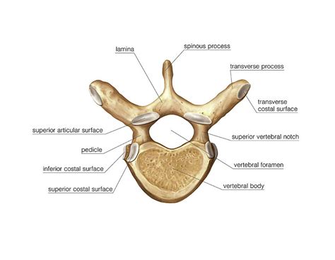 Thoracic Vertebra Photograph by Asklepios Medical Atlas - Fine Art America