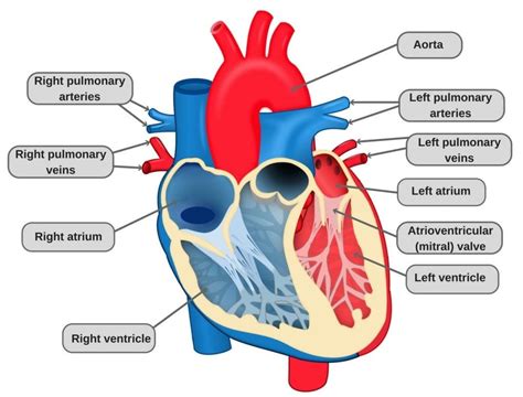 Circulatory System: Definition, Diagram And Functioning