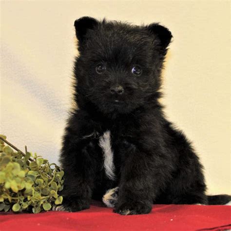 Schipperke Puppies For Sale • Adopt Your Puppy Today • Infinity Pups