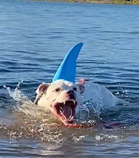 Funny Great White Shark Pictures