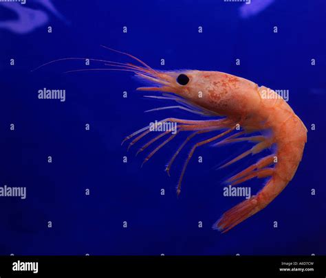 Close-up of a shrimp swimming in water, Iceland Stock Photo - Alamy