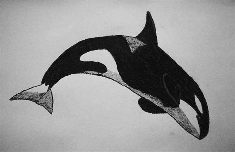 Orca drawing by Amersss on deviantART | Whale sketch, Orca art, Orca tattoo