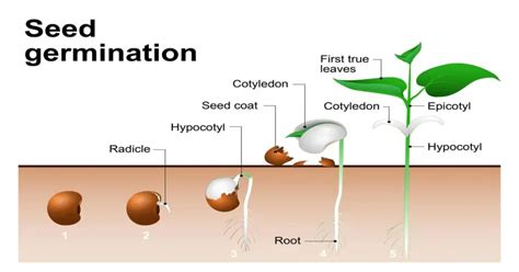 Seed Germination Process Explained - GIY Plants