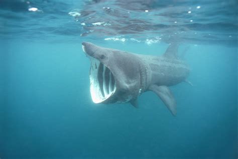 List of Shark Species and Facts