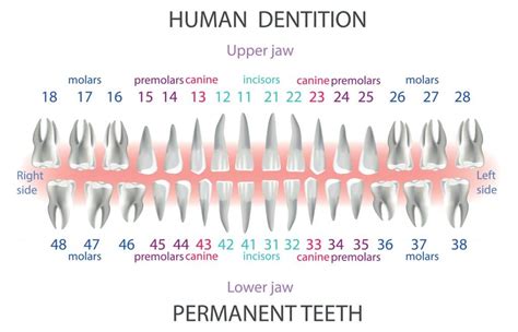 Numbering Of Teeth Diagram Numbering Dental Charting Dentali