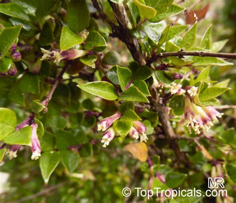 Lonicera nitida , Box Honeysuckle