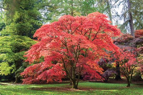 Japanese Maple Tree Drawing