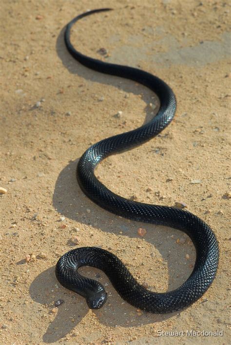 "Spotted black snake" by Stewart Macdonald | Redbubble