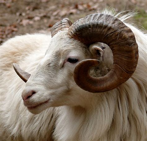 Ram Head Horn · Free photo on Pixabay