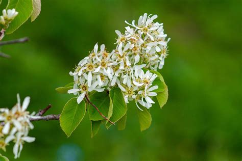 9 Recommended Species of Serviceberry Trees and Shrubs