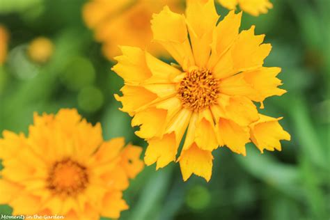 Early Summer Flowers - MOMENTS IN THE GARDEN PHOTOGRAPHY