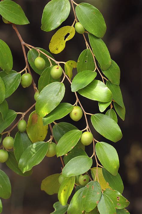 Flora of Zimbabwe: Species information: individual images: Ziziphus ...