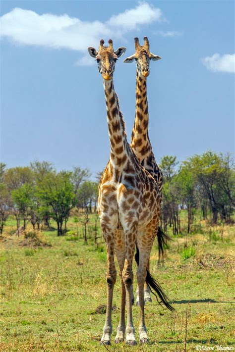 Serengeti-Two Headed Giraffe | Serengeti National Park, Tanzania 2020 ...