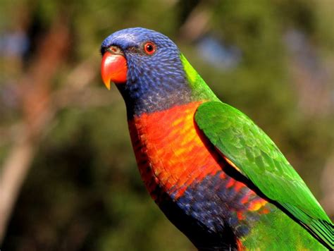 Australia's Top 10 Most Beautifully Coloured Birds | Australian ...