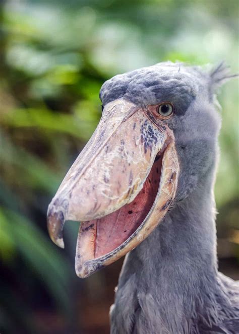 Ugly Birds! The 11 Ugliest Birds on the Planet (Pictures, Videos ...