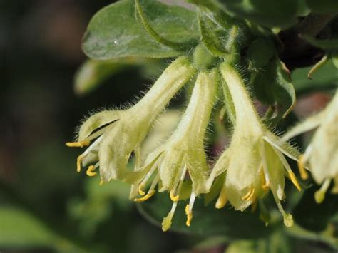 Premium Photo | Lonicera caerulea flowers in the garden