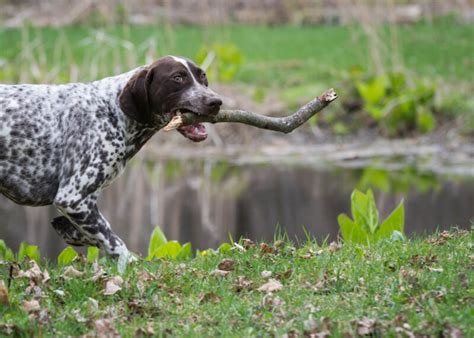 15 German Shorthaired Pointer Mixes: Mixed Breeds!