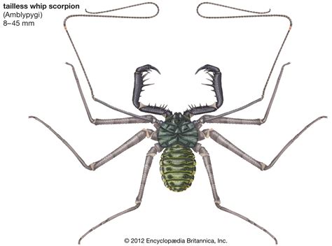 Scorpion Diagram Labeled