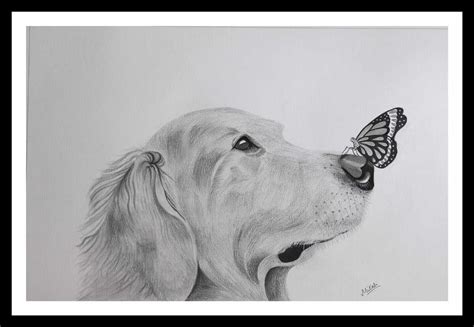 Dog Sketches Pencil