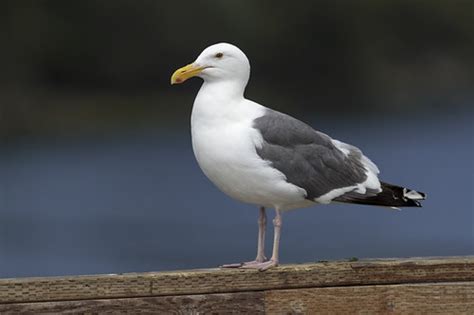 Adult Western Gull in breeding plumage | (Larus occidentalis… | Flickr