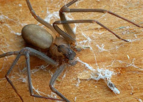 Brown Recluse Spiders in Louisiana: Where They Live, What They Eat, How ...