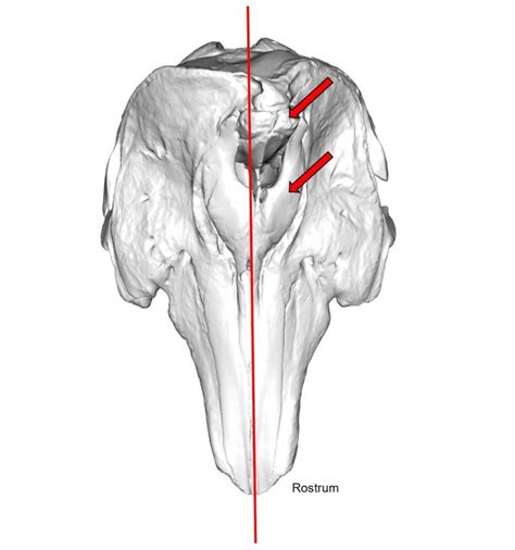 narwhal-skull-illustration | EarthSky