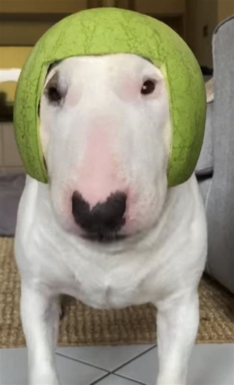 Does watermelon Walter go crazy let me know : r/walterlore