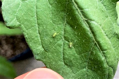 How To Get Rid of Aphids On Tomato Plants Fast - Tomato Geek