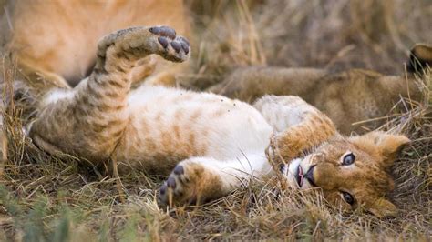 Cute Lion Cub Playing HD desktop wallpaper : Widescreen : High ...